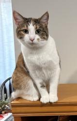 Lost Female Cat last seen Brentwood Elementary, Fort Wayne, IN 46805