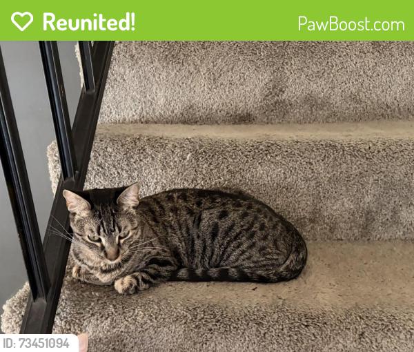 Reunited Female Cat last seen 4th/Freeman, Long Beach, CA 90814