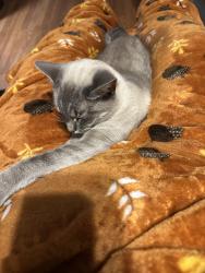 Reunited Female Cat last seen McKenny Road and Steel Bridge Road, Mooresboro, NC 28114