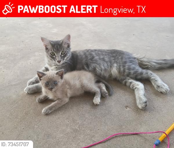 Lost Male Cat last seen Near Church Street, 615 city center way, Longview, TX 75605