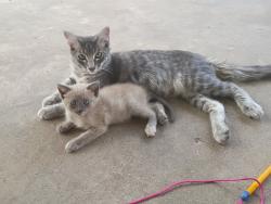Lost Male Cat last seen Near Church Street, 615 city center way, Longview, TX 75605