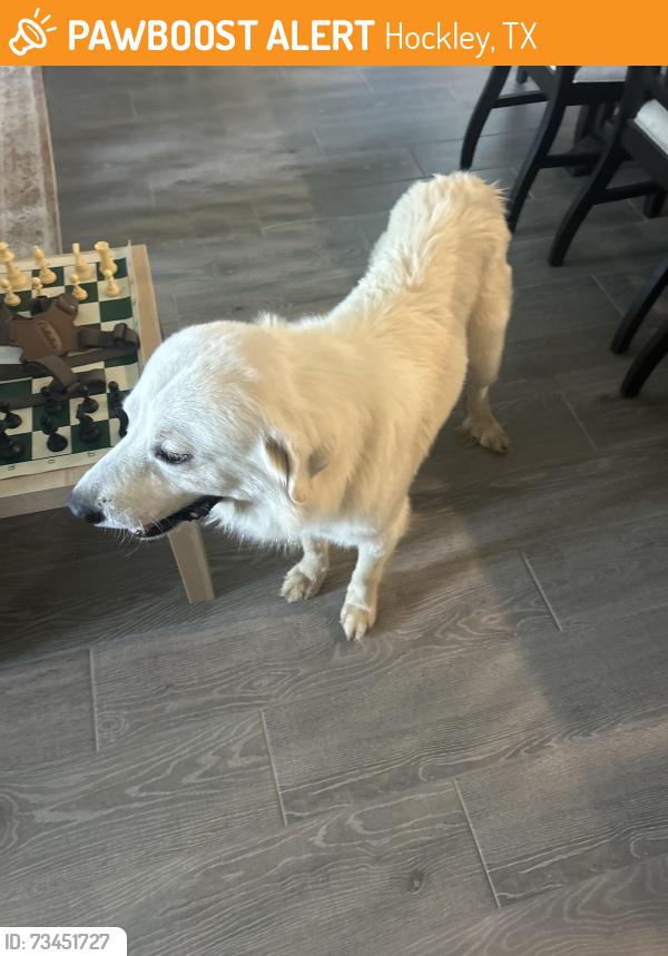 Found/Stray Male Dog last seen Near FM 2920 and Mueschke Rd, Hockley, TX 77447