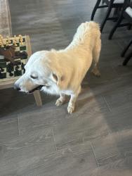Found/Stray Male Dog last seen Near FM 2920 and Mueschke Rd, Hockley, TX 77447