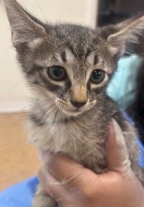 Shelter Stray Male Cat last seen Near E Elmira St, Unknown, TX, 11300 Nacogdoches Rd, San Antonio, TX 78217, USA