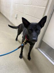 Shelter Stray Female Dog last seen Near 9th Str SW, IRC AC, FL, 6230 77th St, Vero Beach, FL 32967, USA