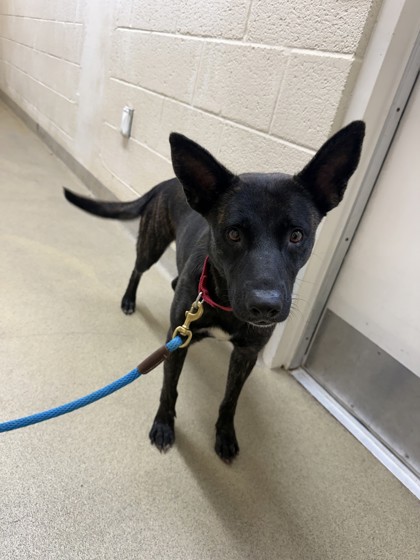 Shelter Stray Female Dog last seen Near 9th Str SW, IRC AC, FL, 6230 77th St, Vero Beach, FL 32967, USA
