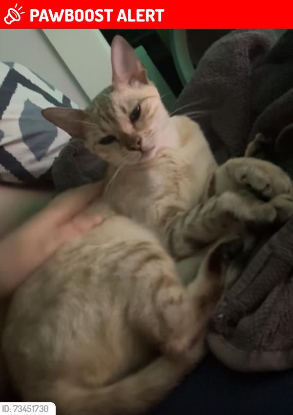Lost Female Cat last seen Woodland avenue, Brighton and Hove, England BN3 6BJ