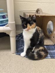 Shelter Stray Female Cat last seen 113th St and Babcock St, Fellsmere, FL, 6230 77th St, Vero Beach, FL 32967, USA