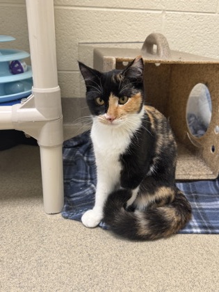 Shelter Stray Female Cat last seen 113th St and Babcock St, Fellsmere, FL, 6230 77th St, Vero Beach, FL 32967, USA