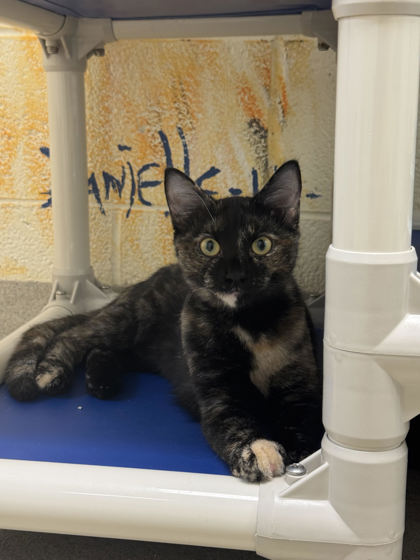 Shelter Stray Female Cat last seen 113th St and Babcock St, Fellsmere, FL, 6230 77th St, Vero Beach, FL 32967, USA