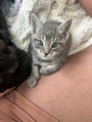 Shelter Stray Female Cat last seen Near Ponce Del Leon Cir, IRC AC, FL, 6230 77th St, Vero Beach, FL 32967, USA