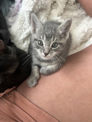 Shelter Stray Female Cat last seen Near Ponce Del Leon Cir, IRC AC, FL, 6230 77th St, Vero Beach, FL 32967, USA