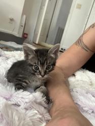 Shelter Stray Female Cat last seen Near Ponce De Leon Cir, IRC AC, FL, 6230 77th St, Vero Beach, FL 32967, USA
