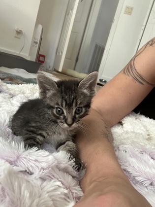 Shelter Stray Female Cat last seen Near Ponce De Leon Cir, IRC AC, FL, 6230 77th St, Vero Beach, FL 32967, USA
