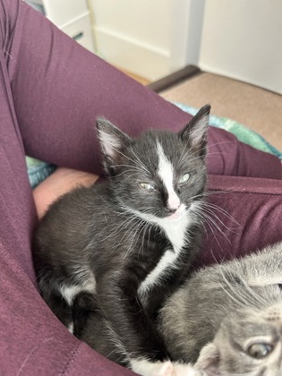 Shelter Stray Male Cat last seen Near Ponce De Leon Cir, IRC AC, FL, 6230 77th St, Vero Beach, FL 32967, USA