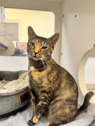 Shelter Stray Female Cat last seen Near N Bay st, IRC AC, FL, 6230 77th St, Vero Beach, FL 32967, USA
