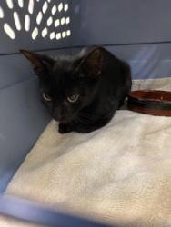 Shelter Stray Male Cat last seen Fellsmere in a truck engine at Nuno's Fruit Store, Fellsmere, FL, 6230 77th St, Vero Beach, FL 32967, USA