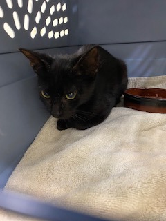 Shelter Stray Male Cat last seen Fellsmere in a truck engine at Nuno's Fruit Store, Fellsmere, FL, 6230 77th St, Vero Beach, FL 32967, USA