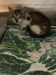 Shelter Stray Female Cat last seen Near 53rd Ave, IRC AC, FL, 6230 77th St, Vero Beach, FL 32967, USA