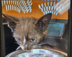 Shelter Stray Female Cat last seen Near 43rd Avenue, Vero Beach, FL, 6230 77th St, Vero Beach, FL 32967, USA