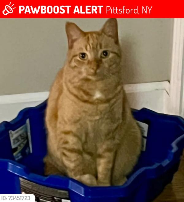 Lost Female Cat last seen VanVoorhis & Ithaca, Pittsford, Pittsford, NY 14534