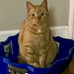 Lost Female Cat last seen VanVoorhis & Ithaca, Pittsford, Pittsford, NY 14534