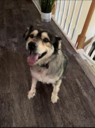 Reunited Female Dog last seen Coco was last seen around 5pm places near by are Buford Dam, Little Ridge lake, Cumming, GA 30041