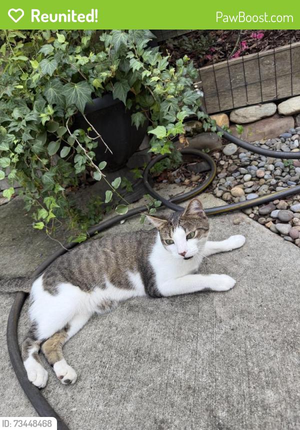 Reunited Unknown Cat last seen Randolph Road and Shasta lane, Charlotte, NC 28211
