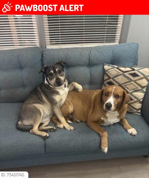 Lost Male Dog last seen Oglesby Bridge and 212, Rockdale County, GA 30094