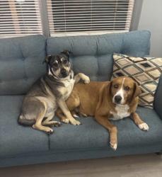 Lost Male Dog last seen Oglesby Bridge and 212, Rockdale County, GA 30094