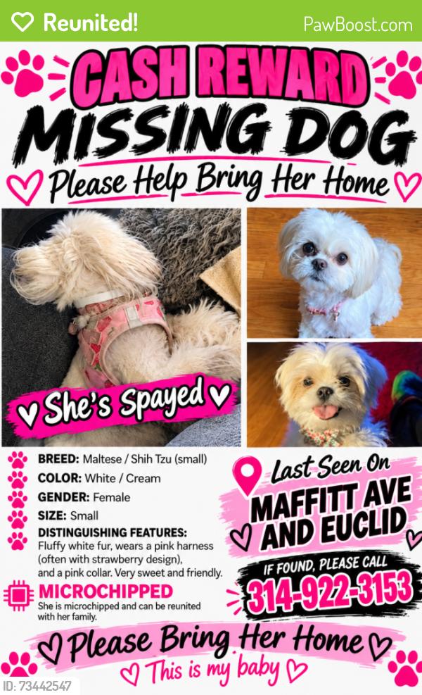 Reunited Female Dog last seen Maffitt and Marcus between Marcus and Euclid, St. Louis, MO 63113