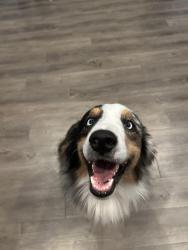 Found/Stray Male Dog last seen Navasota, Navasota, TX 77868