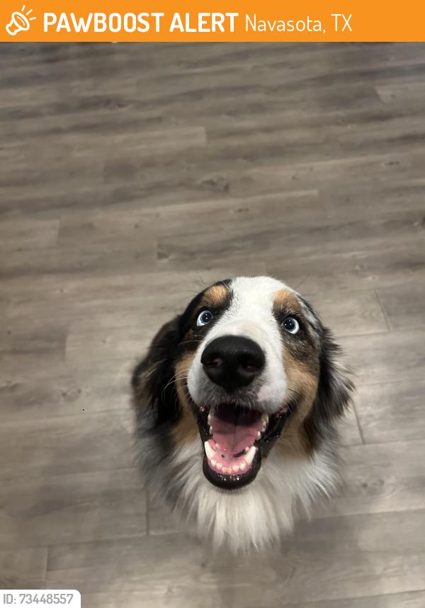 Found/Stray Male Dog last seen Navasota, Navasota, TX 77868