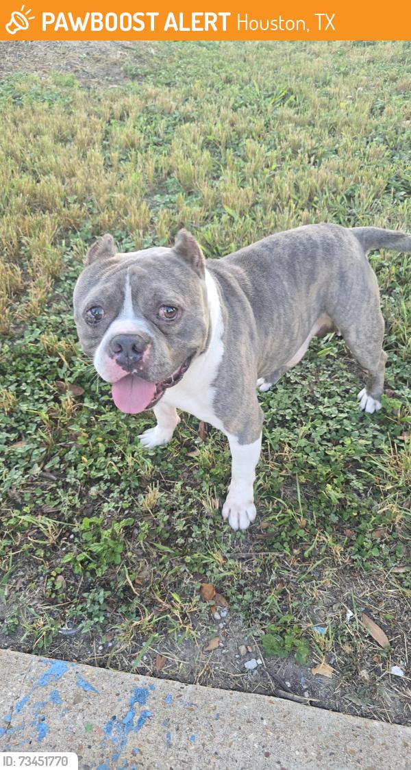 Found/Stray Male Dog last seen Tam o shanter ln, Houston, TX 77063
