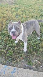 Found/Stray Male Dog last seen Tam o shanter ln, Houston, TX 77063