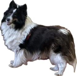 Reunited Female Dog last seen Yukon & northdale, Coon Rapids, MN 55433