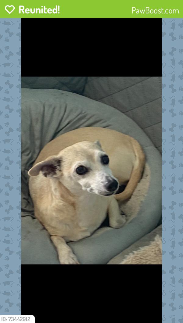 Reunited Male Dog last seen Wurst road and Lakewood in ocoee florida, Ocoee, FL 34761