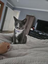 Reunited Female Cat last seen Cole Mill rd/Sparger rd, Durham, NC 27705