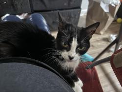 Lost Female Cat last seen Alwife park way, Cambridge, MA 02138