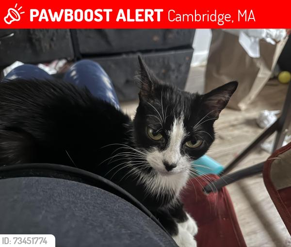 Lost Female Cat last seen Alwife park way, Cambridge, MA 02138