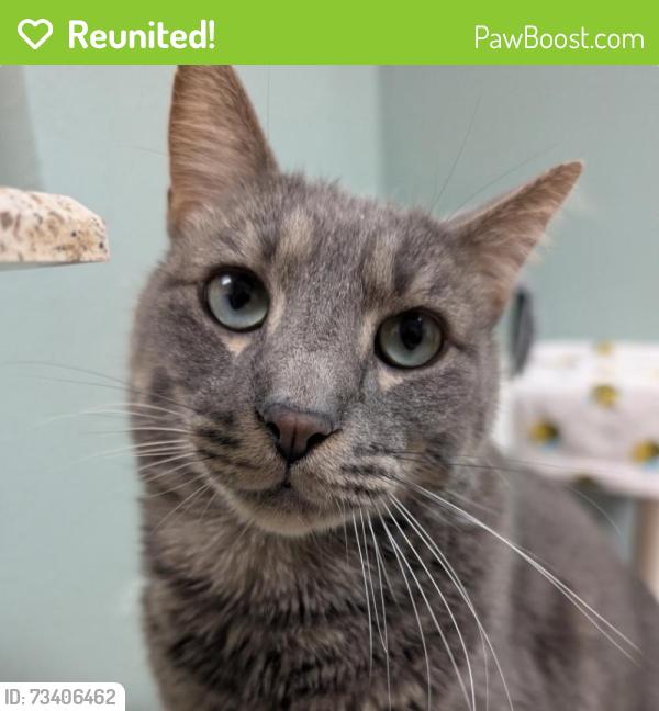 Reunited Male Cat last seen Near Columbia Blvd, Titusville, FL 32780, USA, Titusville, FL 32780