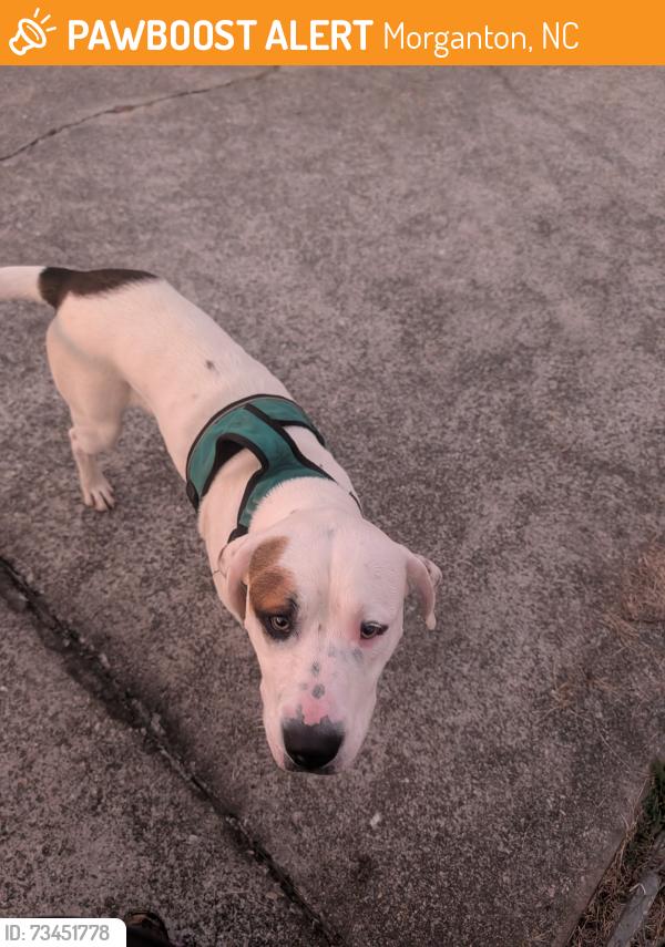 Found/Stray Male Dog last seen Near Smawley Street, Morganton, NC 28655