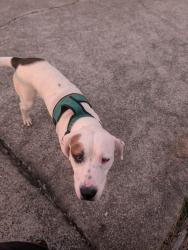 Found/Stray Male Dog last seen Near Smawley Street, Morganton, NC 28655