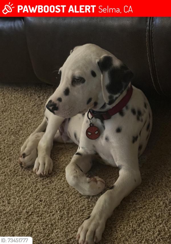 Lost Male Dog last seen Fowler Nebraska Mountain View streets, Selma, CA 93662