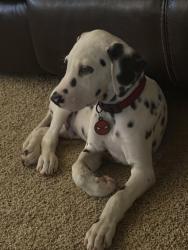 Lost Male Dog last seen Fowler Nebraska Mountain View streets, Selma, CA 93662