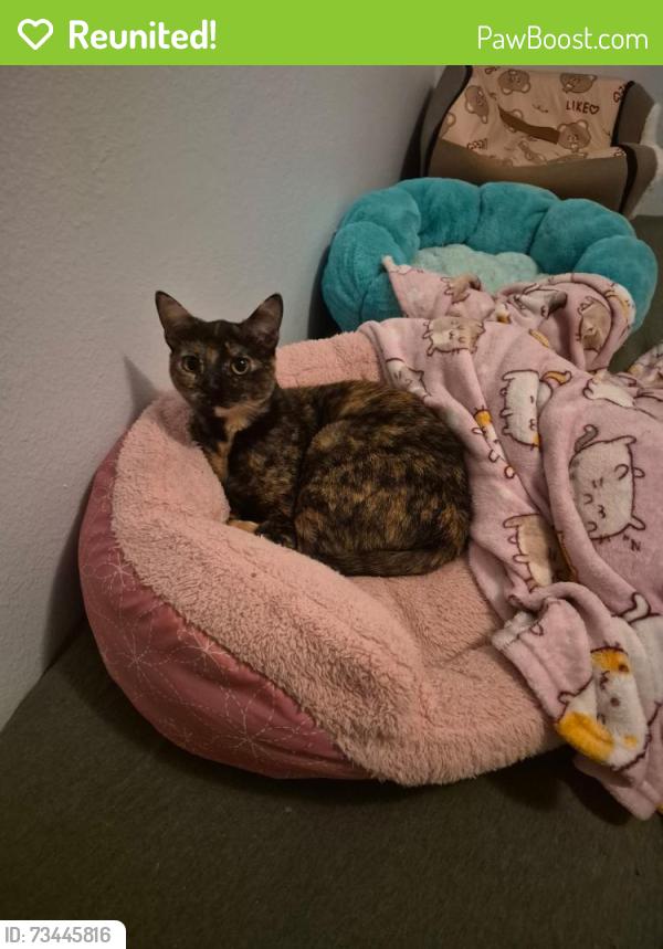 Reunited Female Cat last seen Old farmhouse court, Herndon, VA 20171