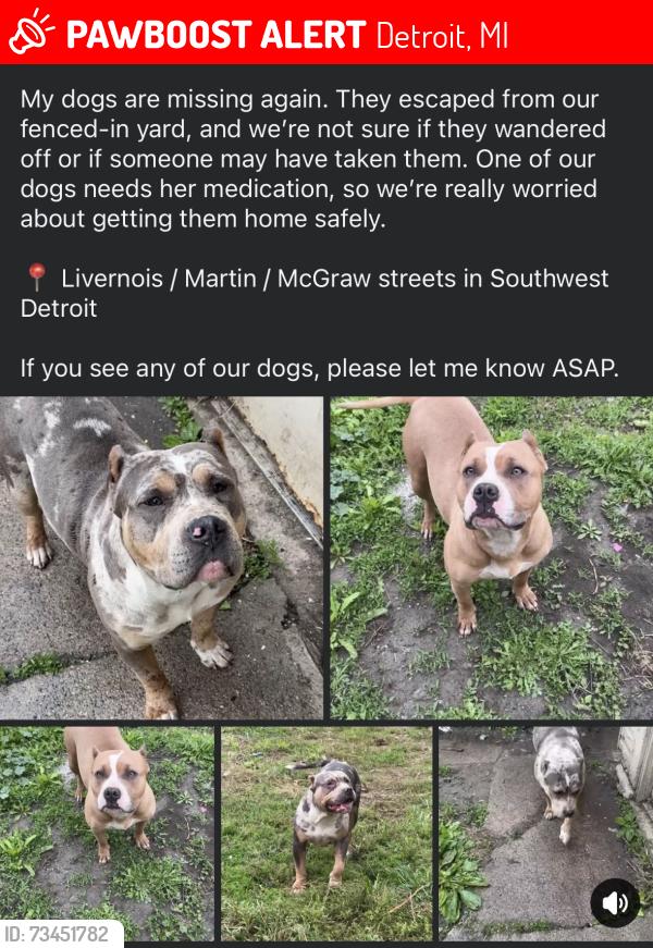 Lost Female Dog last seen McGraw, Detroit, MI 48210
