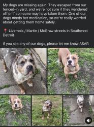 Lost Female Dog last seen McGraw, Detroit, MI 48210