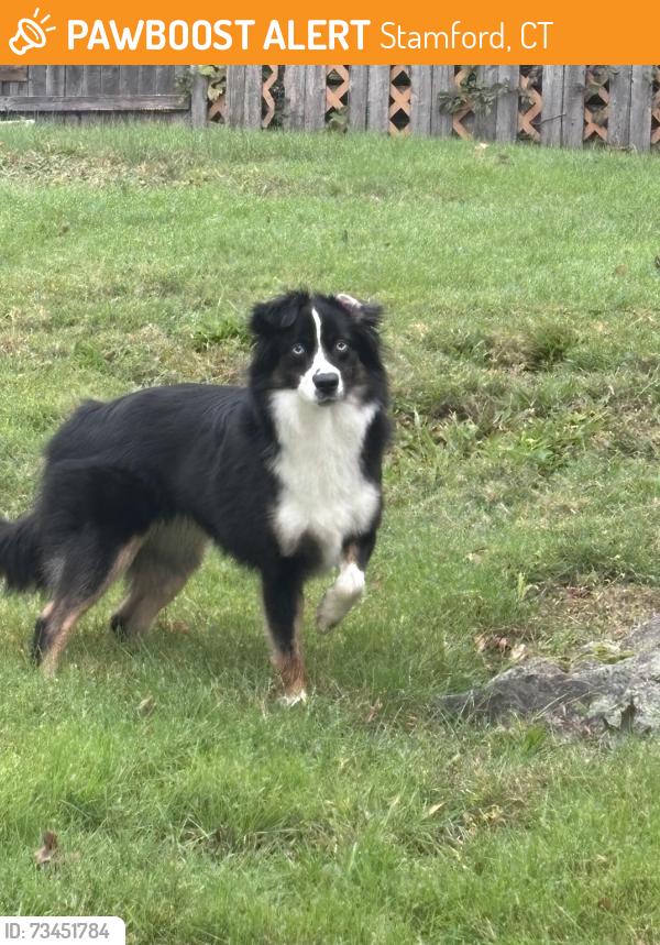 Found/Stray Unknown Dog last seen Hillandale Avenue, Stamford, CT 06906