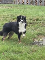 Found/Stray Unknown Dog last seen Hillandale Avenue, Stamford, CT 06906